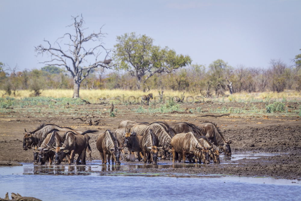 Image, Stock Photo zebras Vacation & Travel