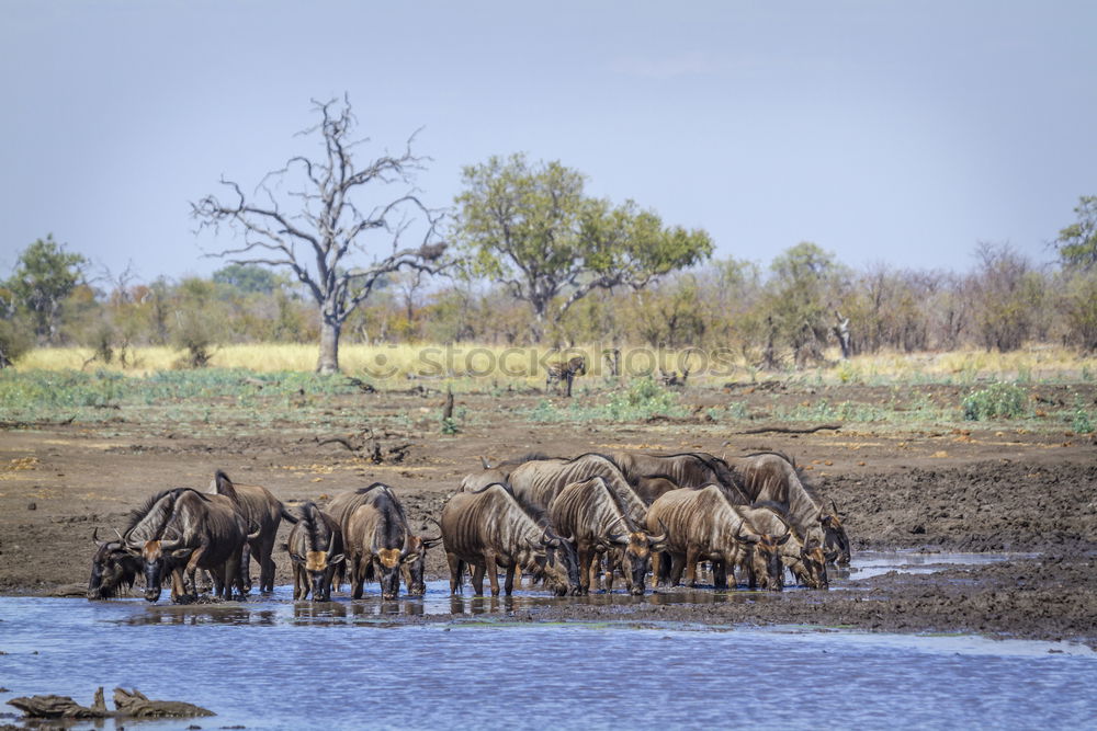 Similar – Image, Stock Photo zebras Vacation & Travel