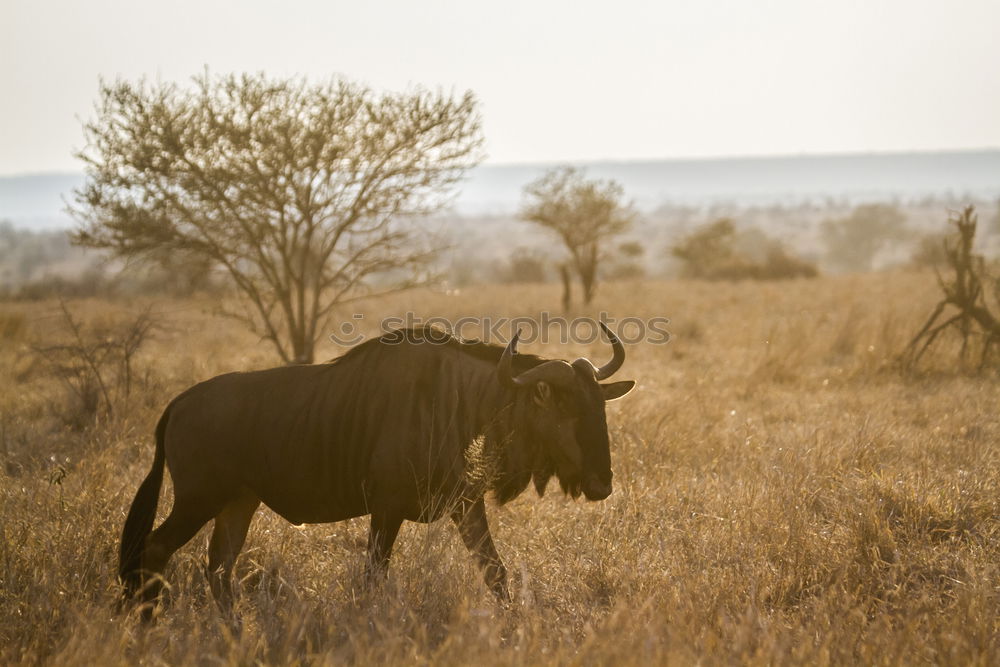 Similar – Image, Stock Photo Oryx in the shade!!!