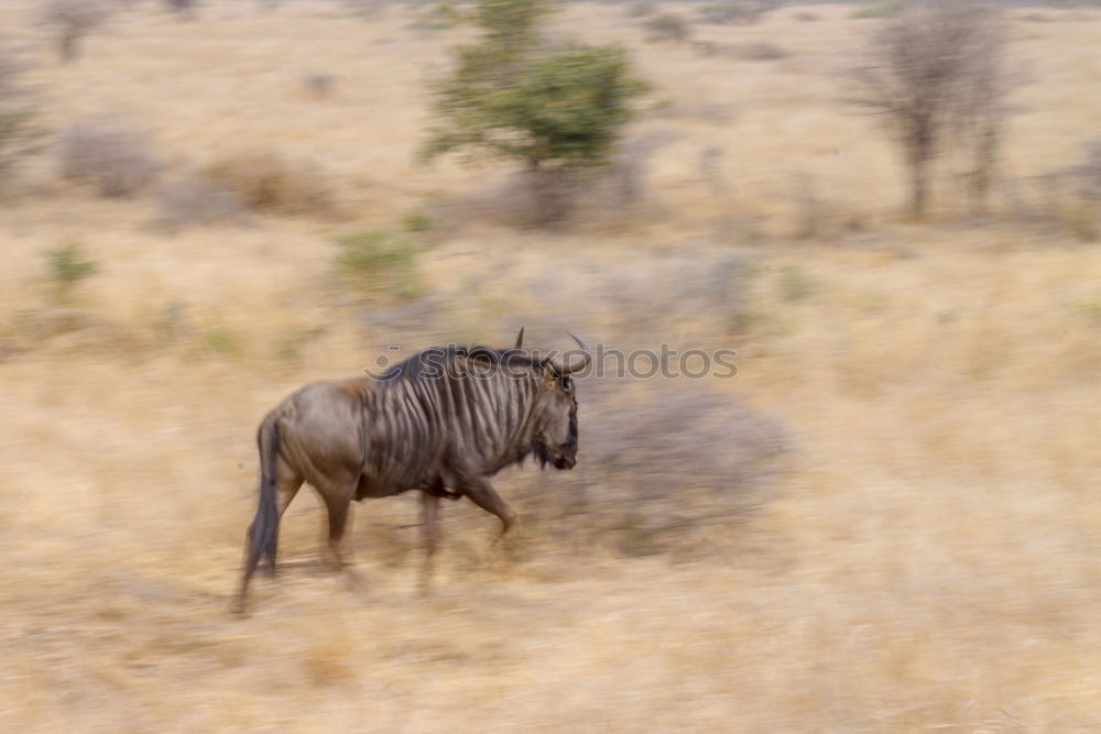 Similar – Image, Stock Photo Rhino 2 Vacation & Travel