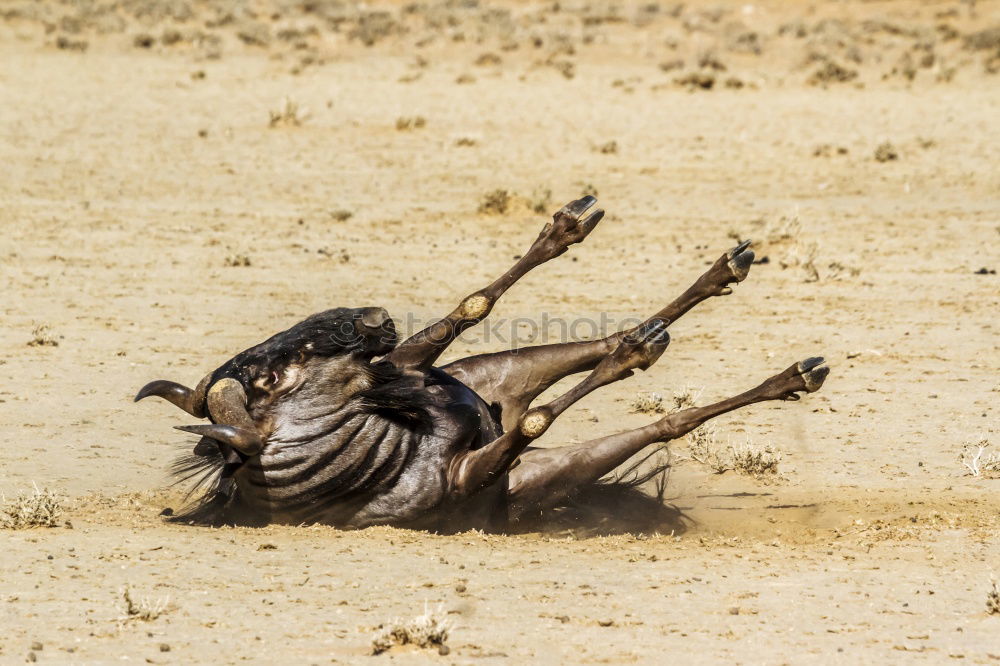 Similar – Image, Stock Photo two and a half camels