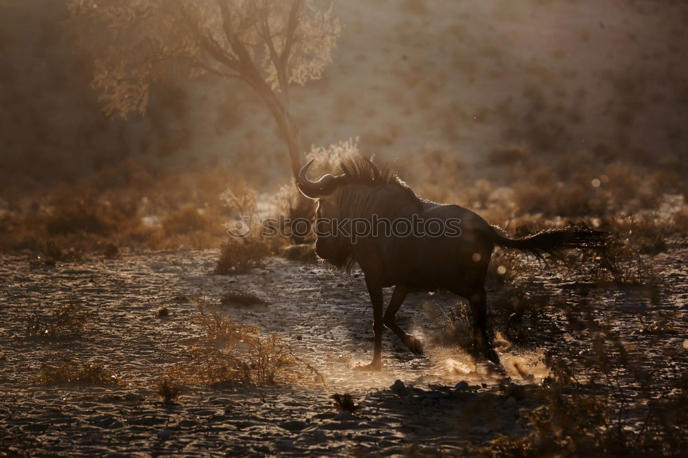 Similar – Image, Stock Photo the desert lives Horse