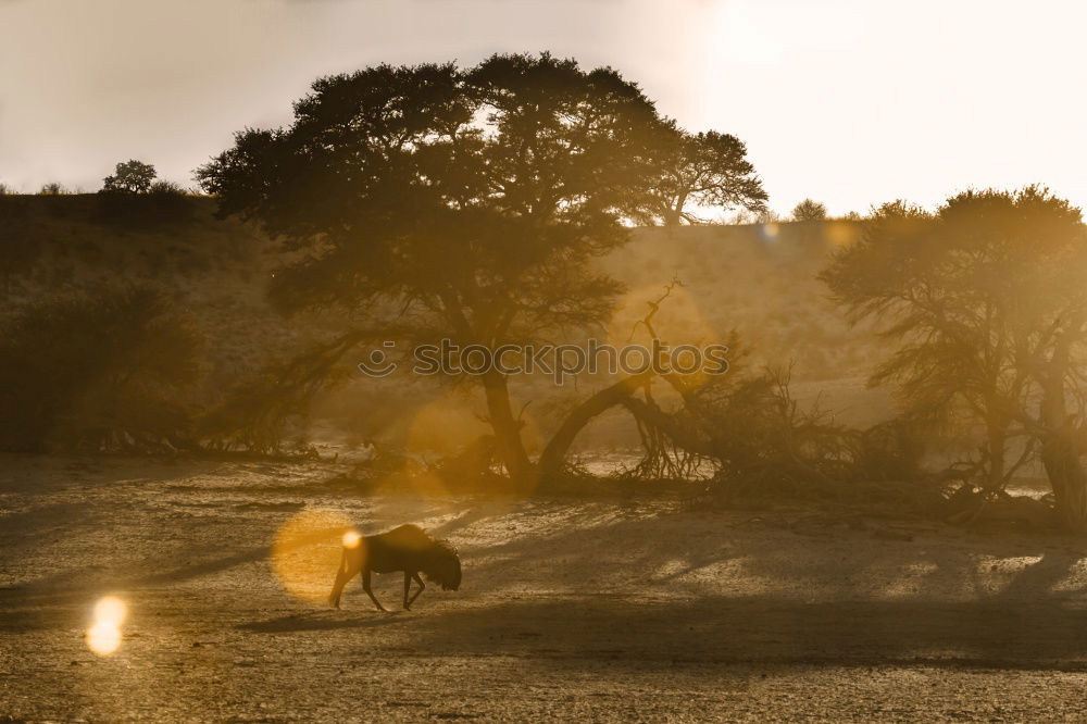 Similar – Dead Vlei Desert Tree