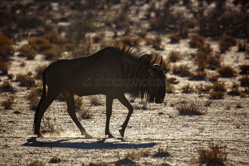 Similar – Image, Stock Photo Shetland Pony #4 Nature