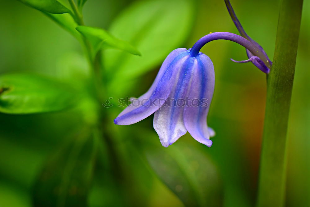 Similar – Image, Stock Photo blue flower Close-up