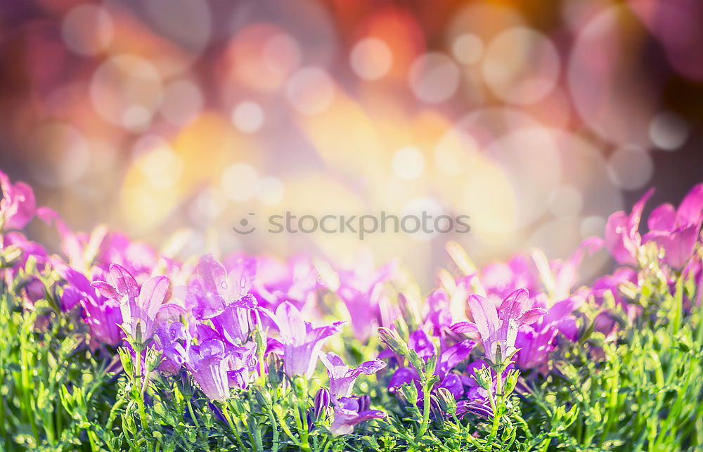 Similar – Image, Stock Photo Spring meadow VIII