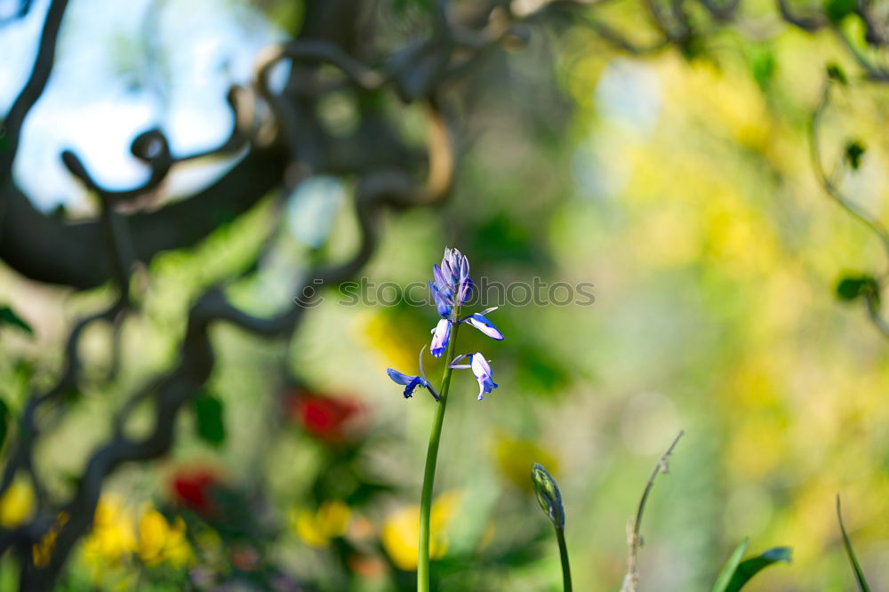 Similar – Foto Bild Kossenblatt 4 Frühling