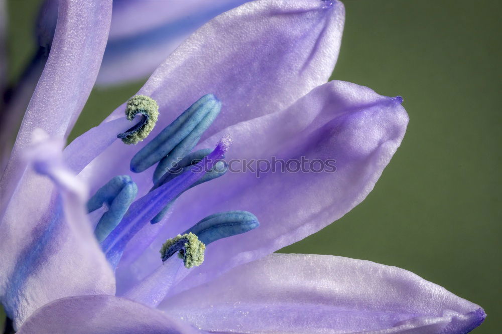 Similar – blue flowering anemone