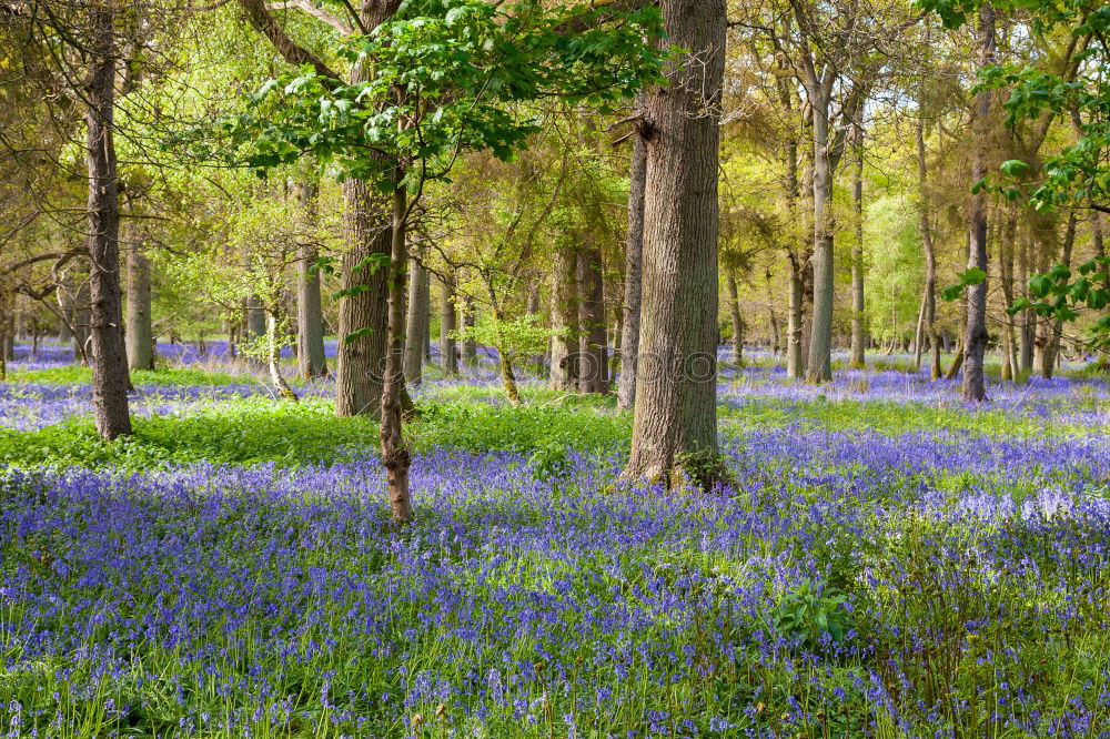 Similar – Image, Stock Photo Narcissus and blue spring flowers between trees in the park