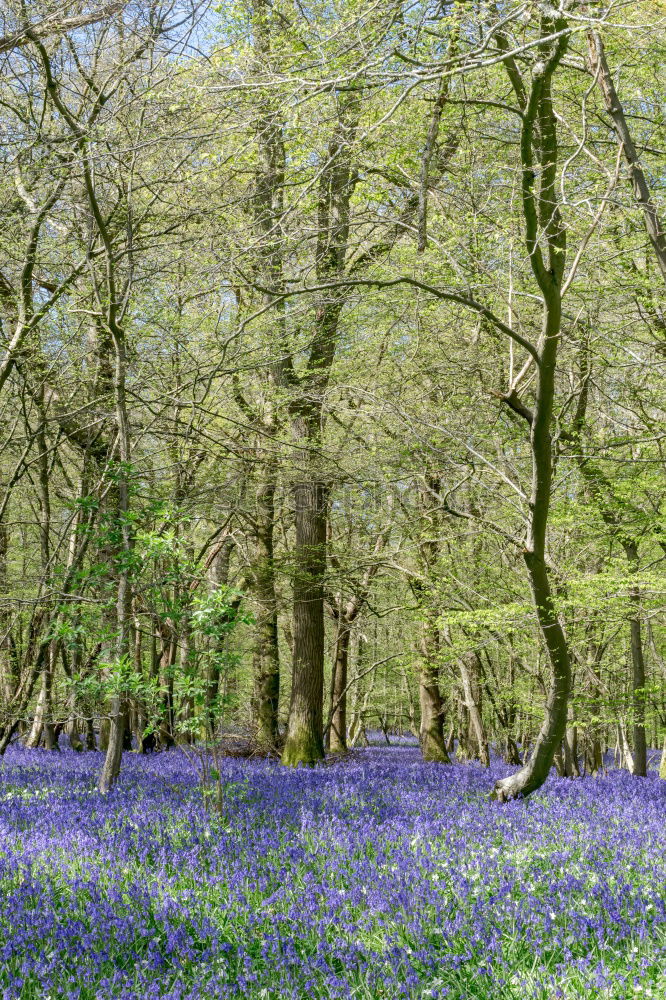 Similar – Image, Stock Photo Narcissus and blue spring flowers between trees in the park