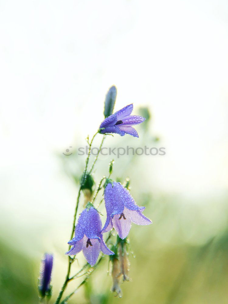 Similar – Columbine flower at sunset