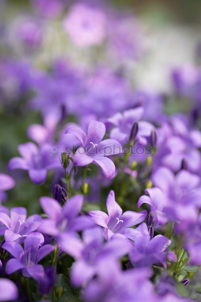 Image, Stock Photo garden blue Flower Bee