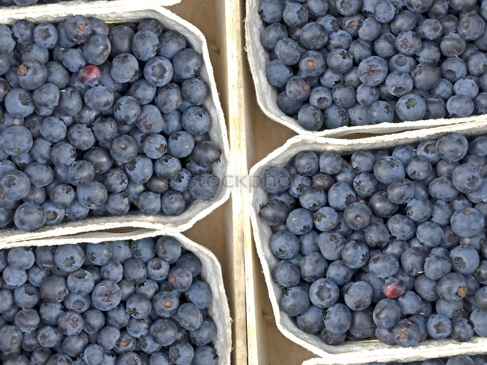 Similar – Foto Bild Blau blau blau sind alle meine Beeren