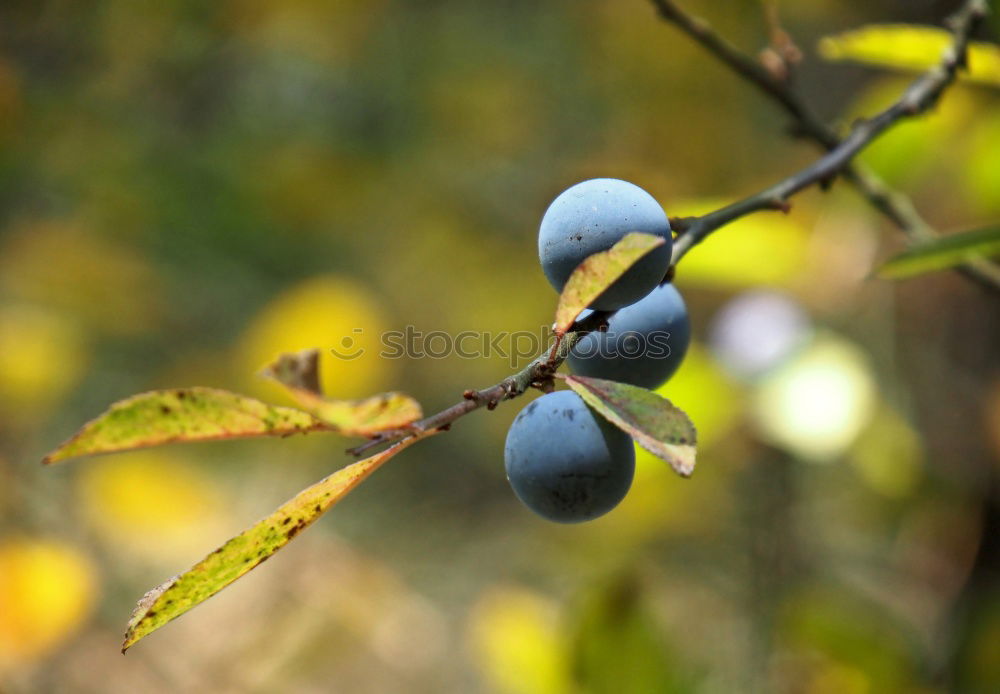 Similar – Image, Stock Photo sloes Fruit Jam Liquer