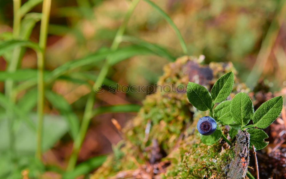 Similar – Image, Stock Photo flustered state Flower