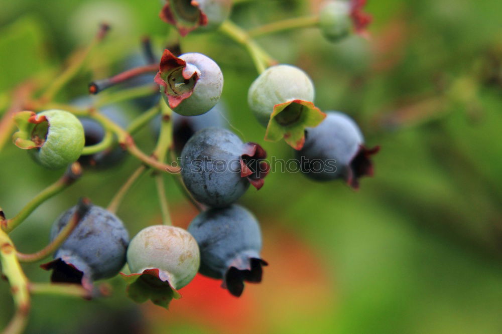 Similar – Image, Stock Photo sloes Fruit Jam Liquer