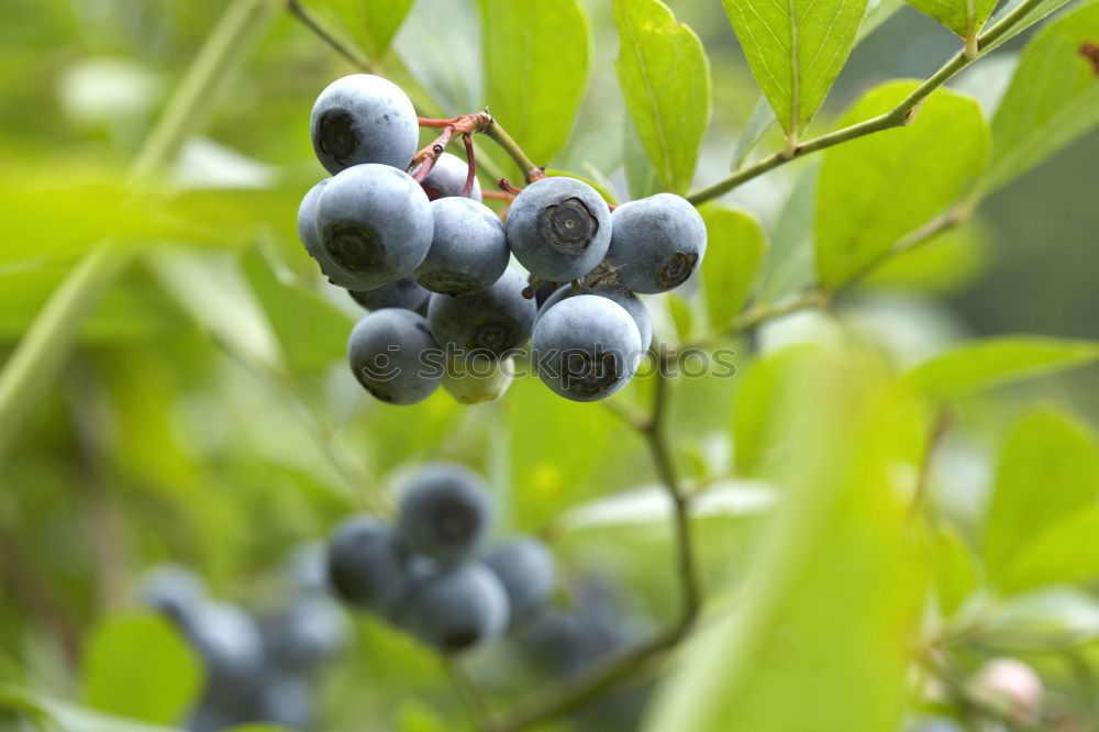 Similar – Image, Stock Photo sloes Fruit Jam Liquer