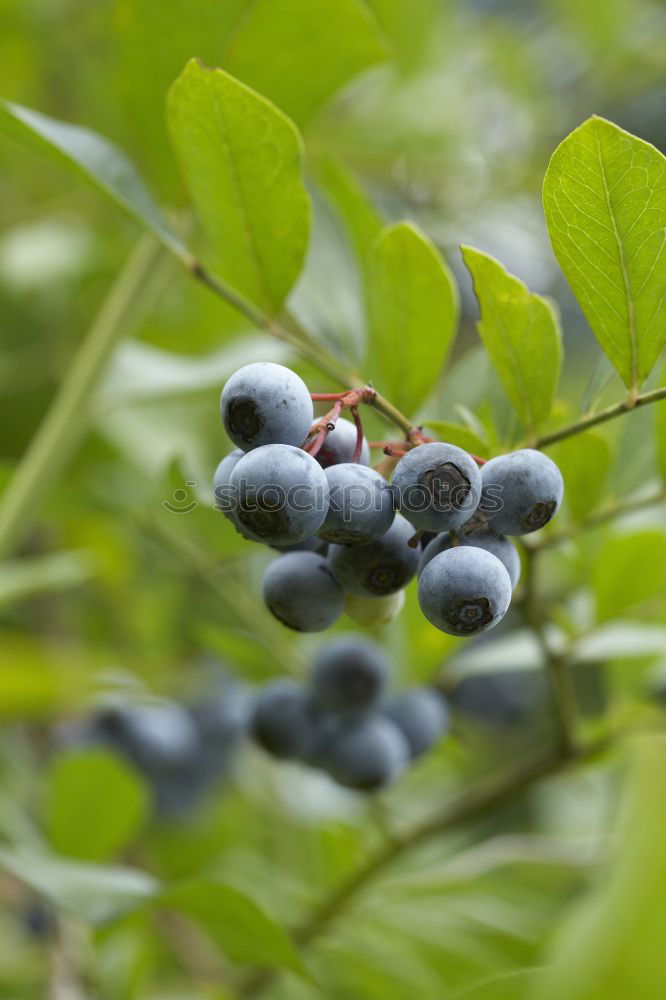 Similar – Image, Stock Photo blueberries Food Fruit