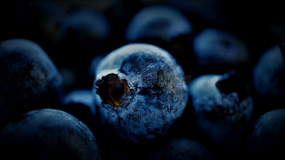 Similar – Blue sloe berry closeup