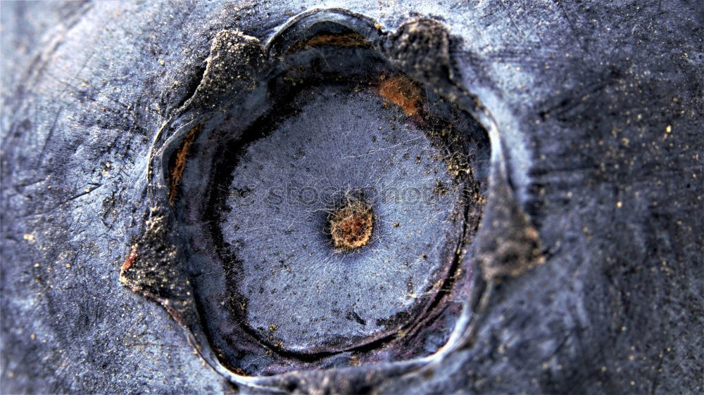 Similar – Image, Stock Photo twisted branch Laos Warped