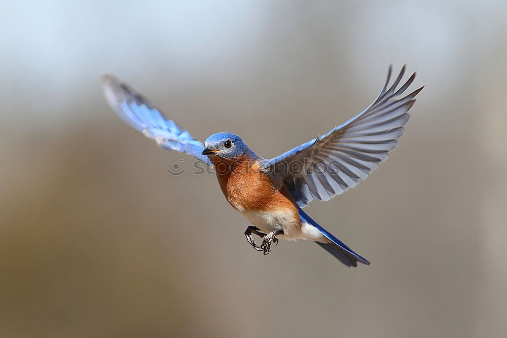 Similar – Singing Finch Chaffinch