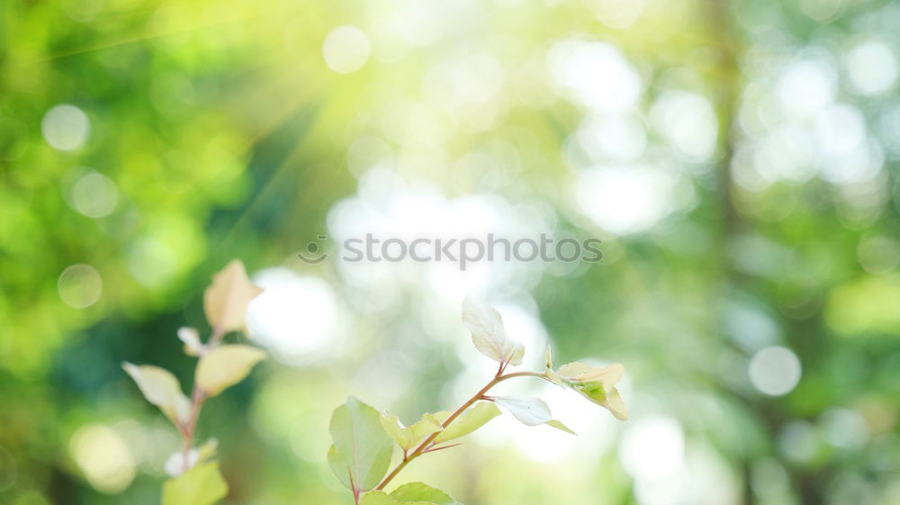 Similar – Image, Stock Photo Lamprocapnos Nature Plant