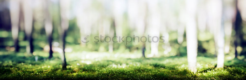 Similar – Foto Bild Frühlingsgemüse Natur