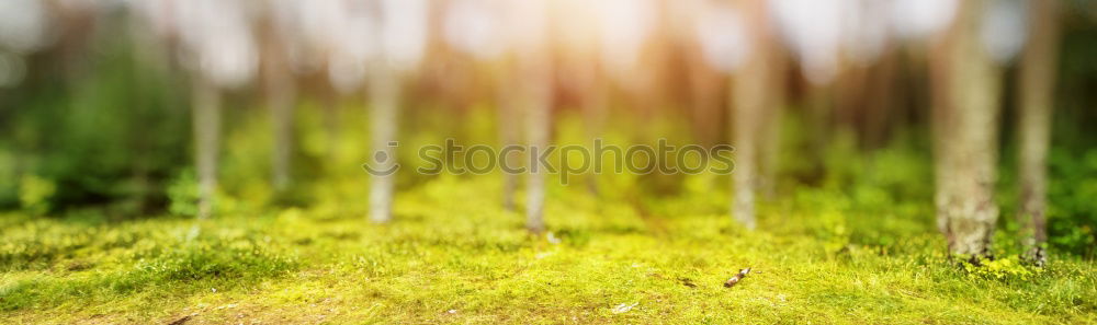 Similar – Image, Stock Photo Wide country, wide aperture