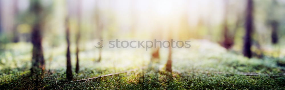 Similar – Image, Stock Photo Grass in a mysterious play of light