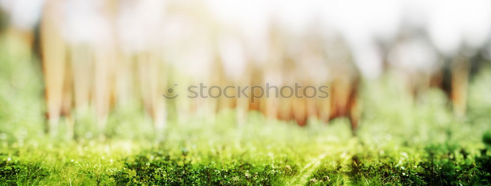 Similar – Image, Stock Photo lightning rain Nature