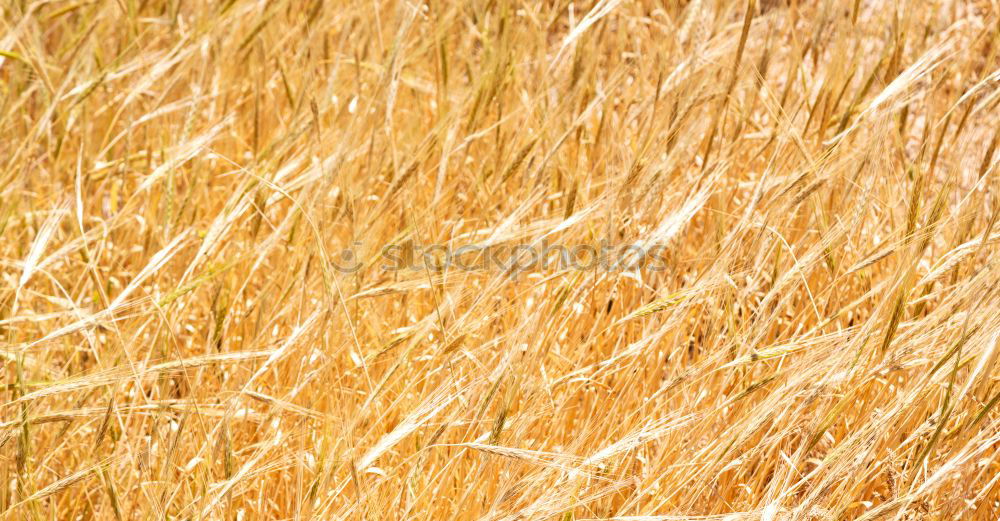 Similar – Cornfield 5 Landscape