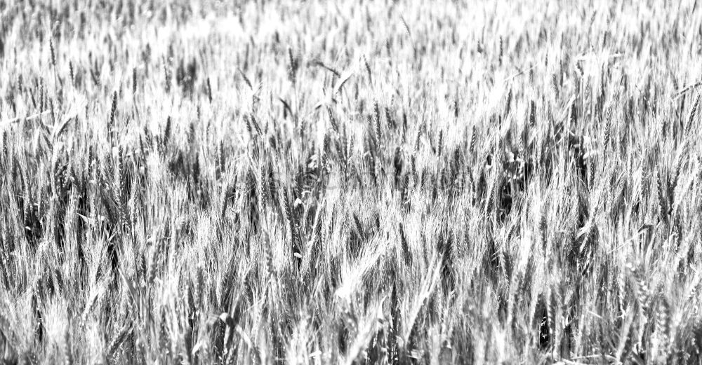 Similar – Foto Bild gebalte ladung Stroh Gras