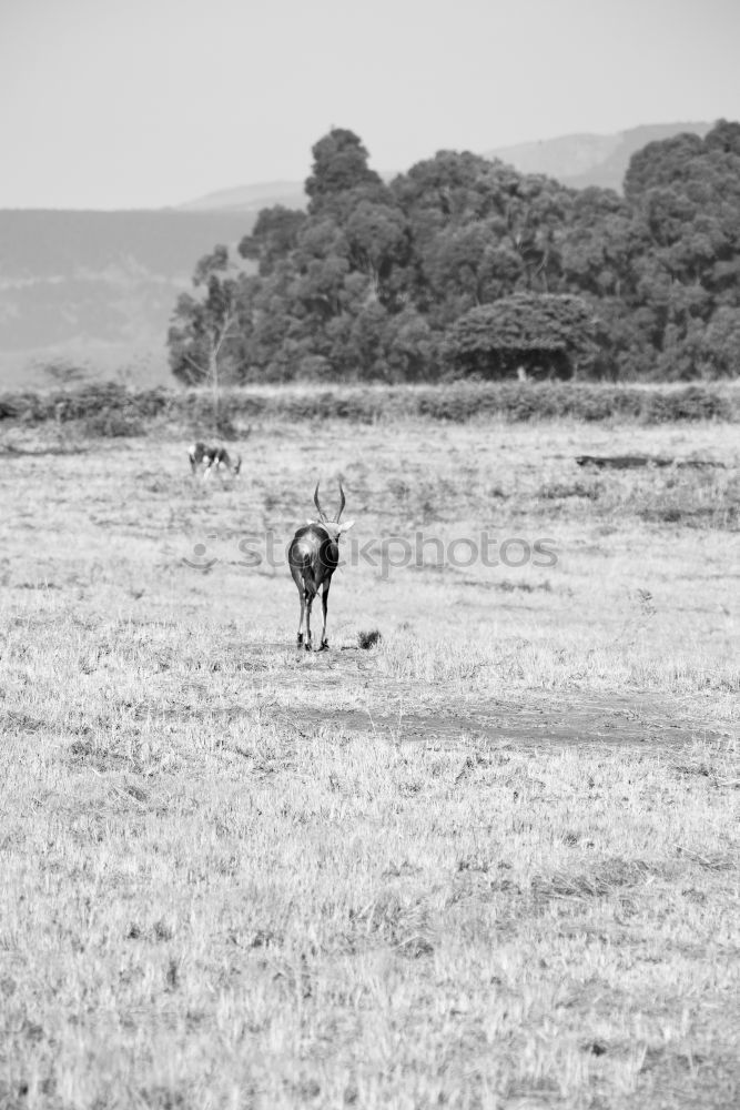 Similar – Image, Stock Photo wildebeest Safari Sand Sky