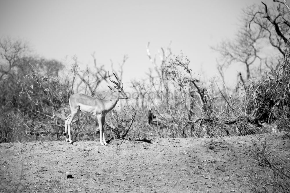 Similar – Foto Bild Reh-Pobbes Tier Wildtier