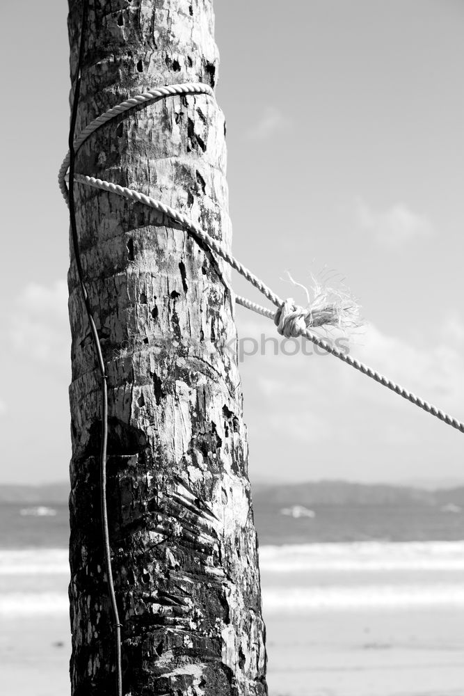 palm swing Thailand