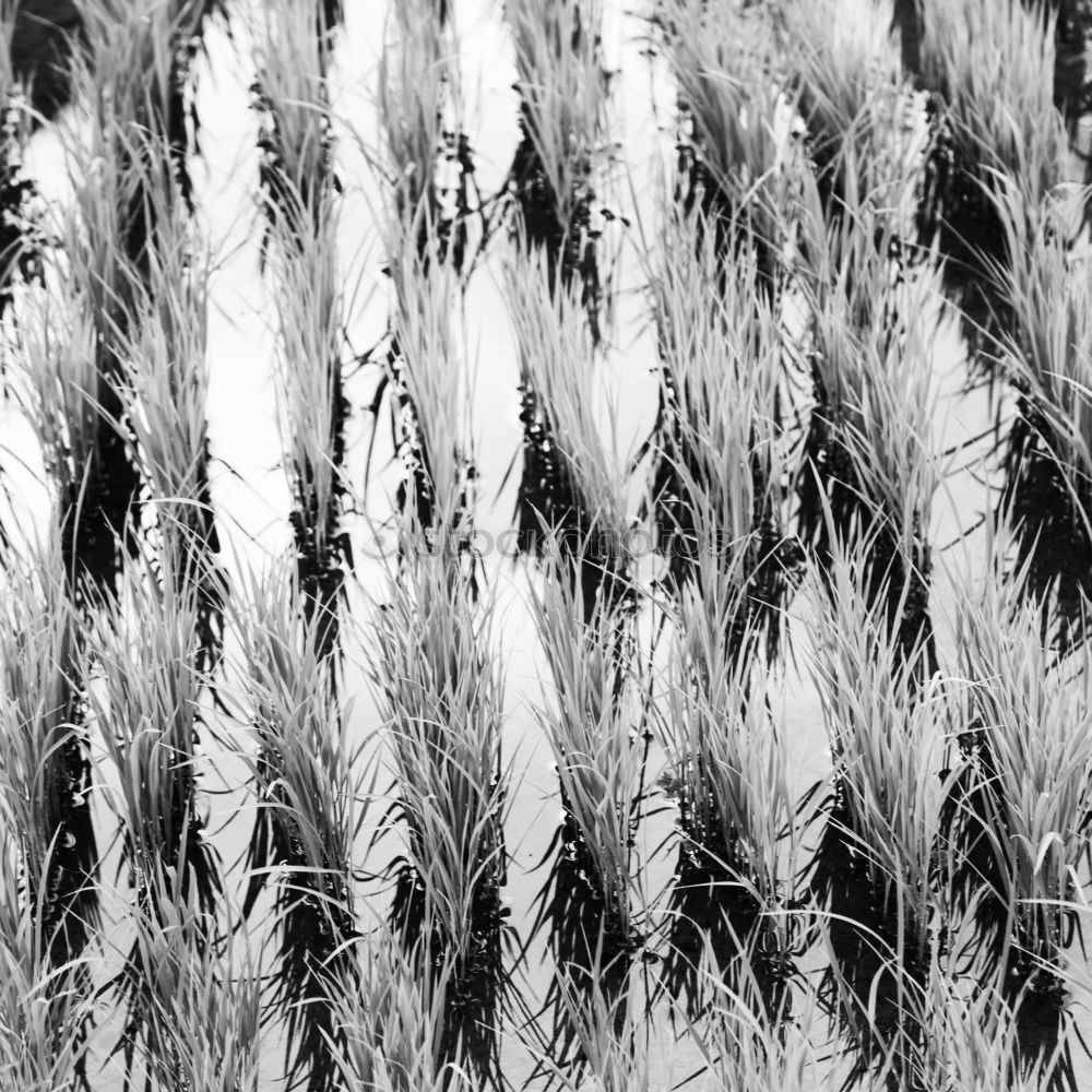Similar – Foto Bild gebalte ladung Stroh Gras