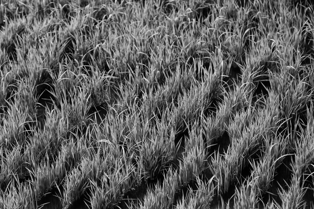 Image, Stock Photo Wheat SW Plain Niederrhein