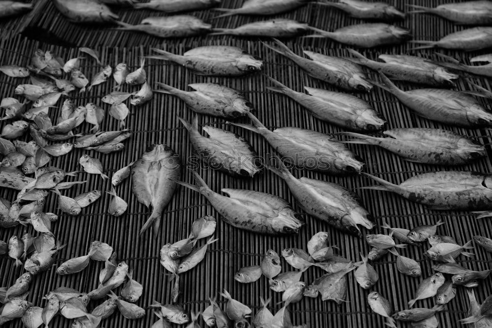 Similar – Three live carp fish in a scales on a kitchen board