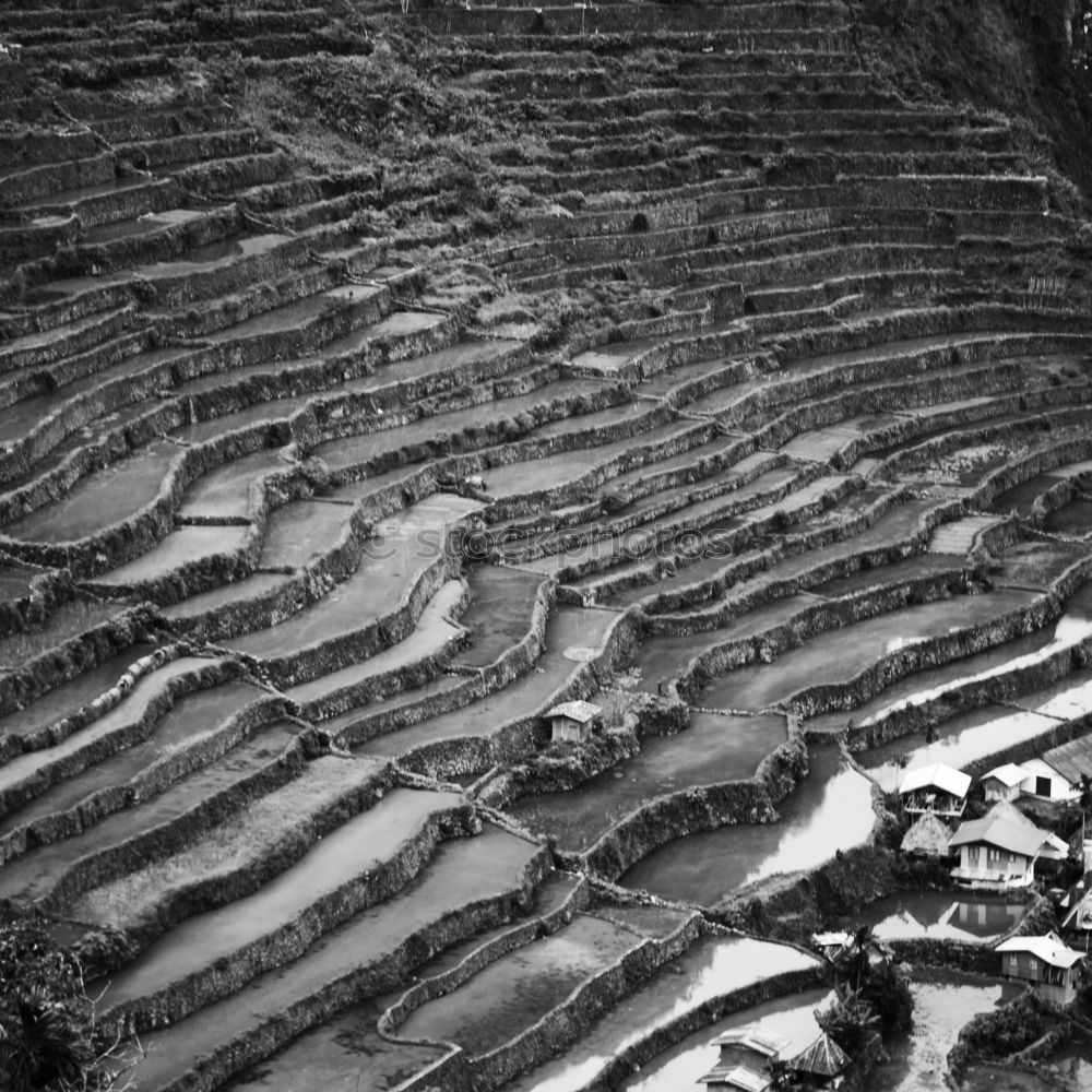 Similar – Rice terraces in Sri Lanka