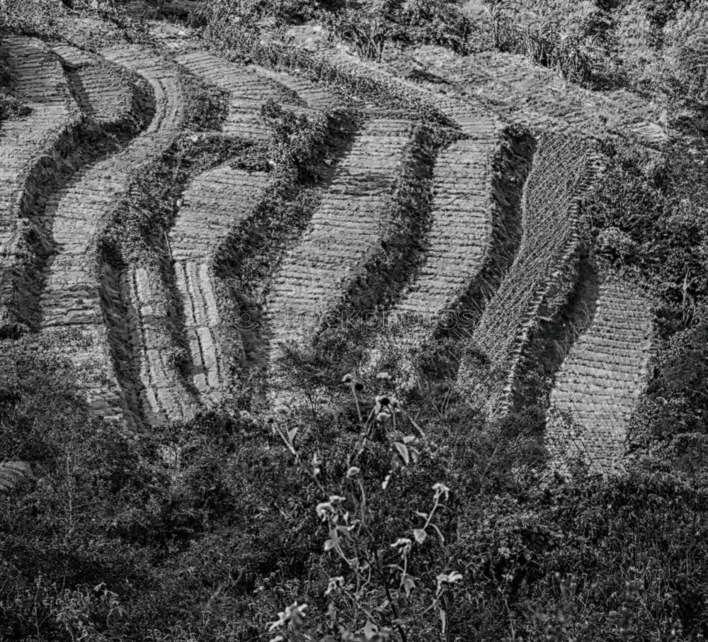 Similar – Rice terraces in Sri Lanka