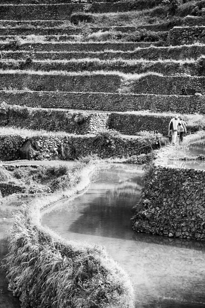 Rice terraces in Sri Lanka