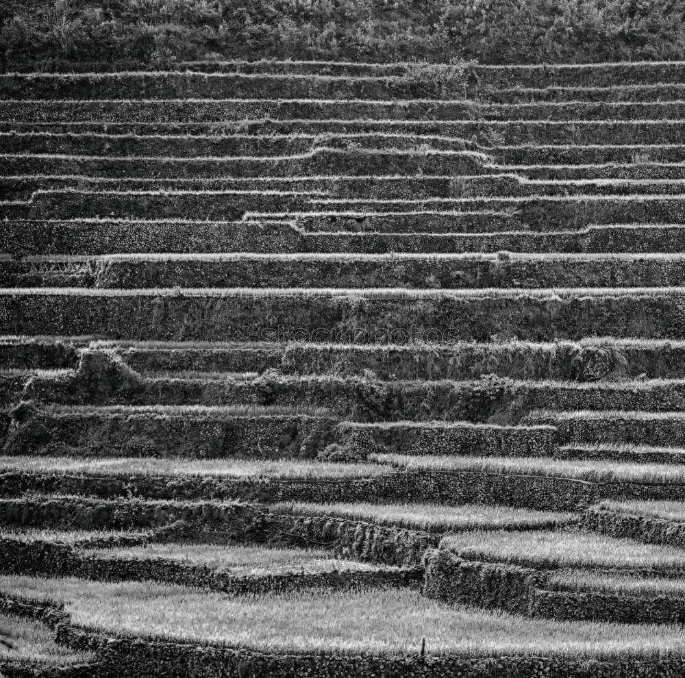 Similar – Rice terraces in Sri Lanka