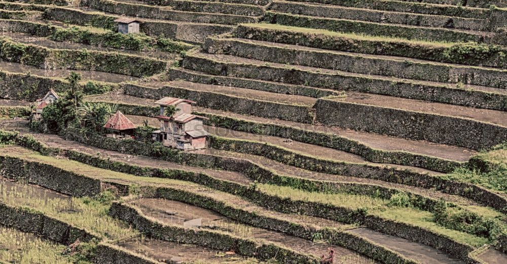 Similar – Rice terraces in Sri Lanka