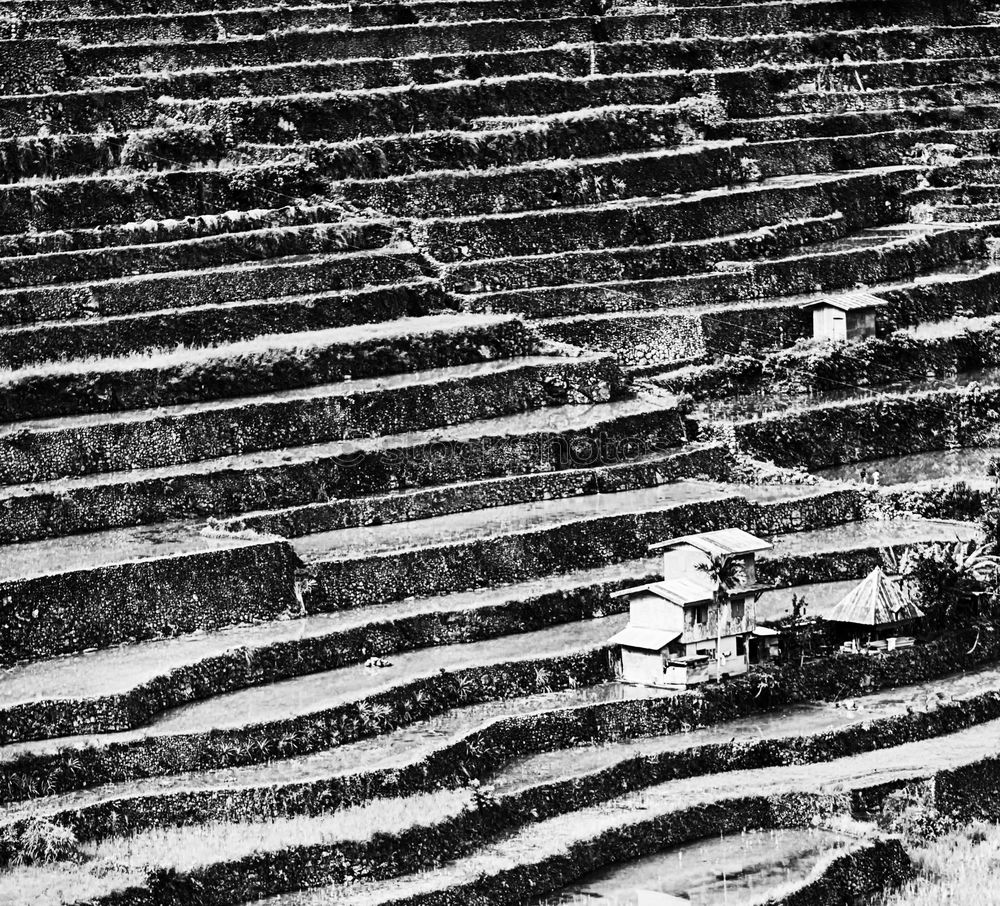 Similar – Rice terraces in Sri Lanka