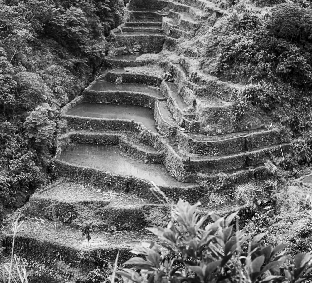 Similar – Rice terraces in Sri Lanka