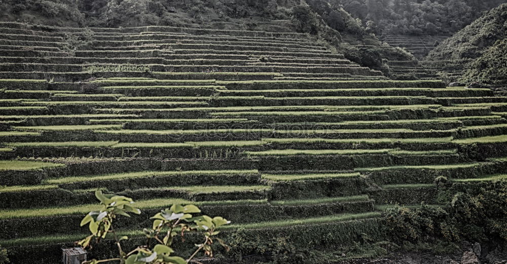 Similar – Image, Stock Photo Inca shrine gardens