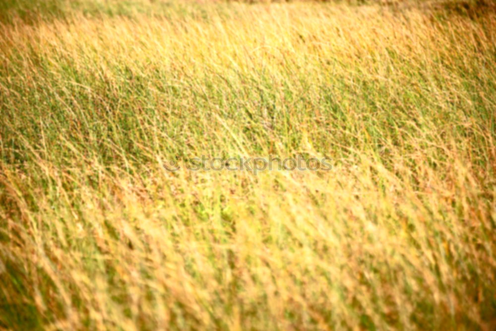 Similar – roe deer watching from wheat field