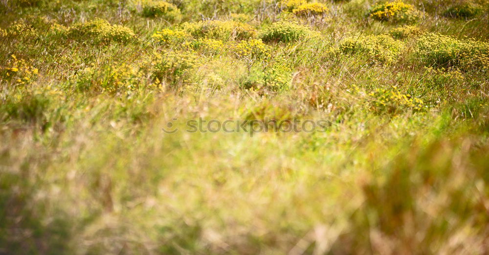 Similar – Image, Stock Photo Ipweger Moor Nature