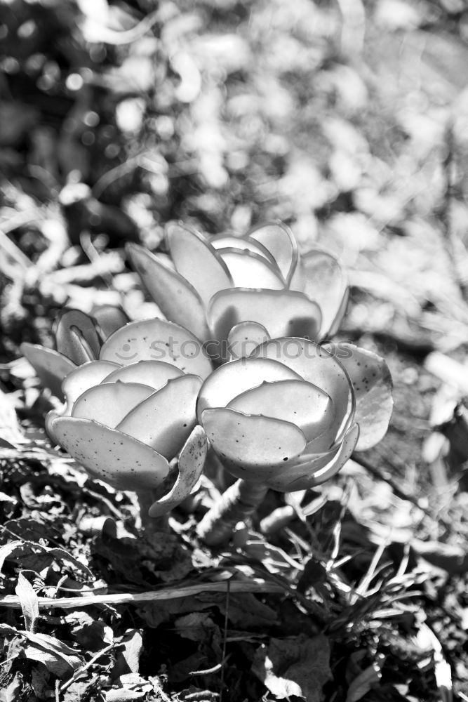 Similar – Überreste Herbst Blatt