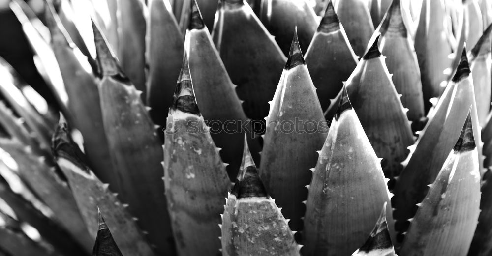 Similar – Image, Stock Photo iron chain covered with icy frost lies in the middle of stones
